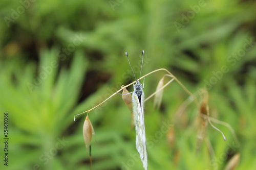 spider on a green grass