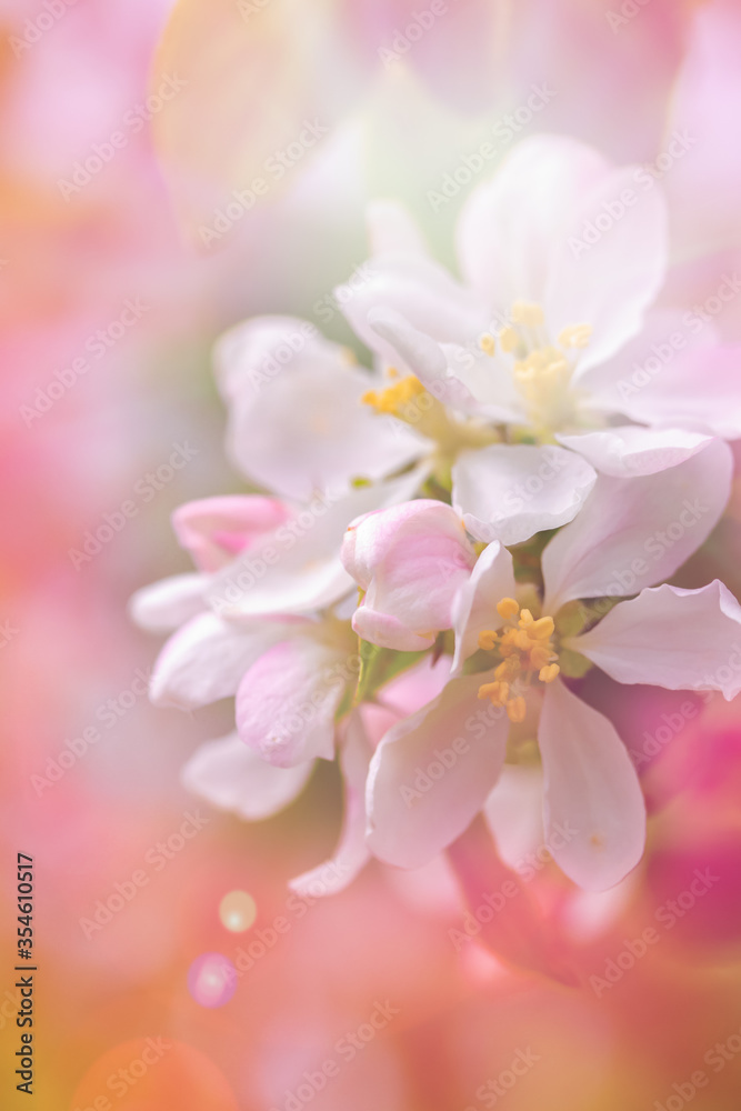 Blossom Apple Tree in April on a transparent spring day in bright sunlight