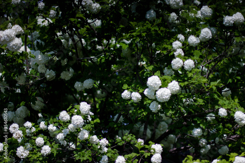 white buldenezh bloomed in the garden
