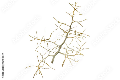 Tree and branch isolated on white background. 