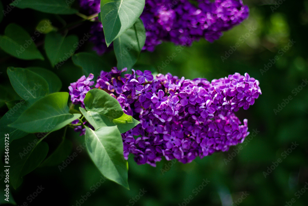 large purple lilac blooms in the garden large purple lilac blooms in the garden