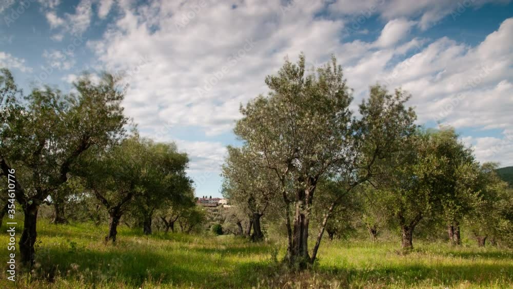 Olive trees in Tuscany against blue cloudy sky. Timelapse. Olive trees in Tuscany against blue cloudy sky. Timelapse.
