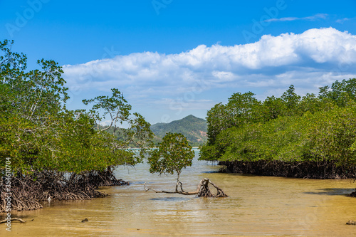 photograph of young mangrove growing at the edge of beach in Ambong, Tuaran district photo