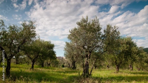 Wallpaper Mural Olive trees in Tuscany against blue cloudy sky. Timelapse. Torontodigital.ca