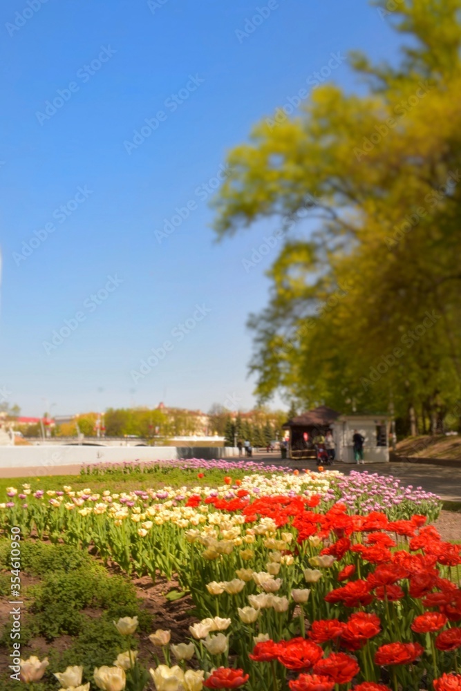 Summer background of blooming red white and pink tulips in Gorky park in Minsk, Belarus