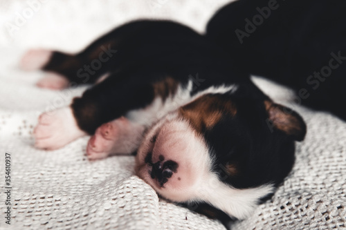 Little puppy of Bernese Mountain Dog in bed. Cute animals