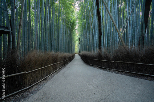 Fototapeta Naklejka Na Ścianę i Meble -  The Arashiyama Bamboo Forest at sunrise in Kyoto, Japan without tourists.