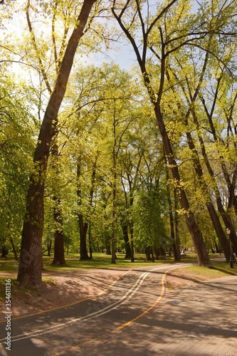Sidewalks among tall green trees in Gorky park in Minsk, Belarus. Walking on the summer sunny day