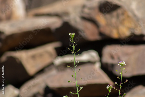 plant in the stone