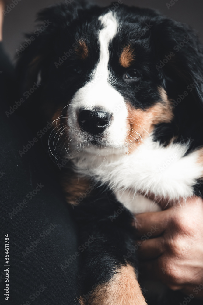 Young, Bernese Mountain Dog in the hands. Close-up, white isolated background.