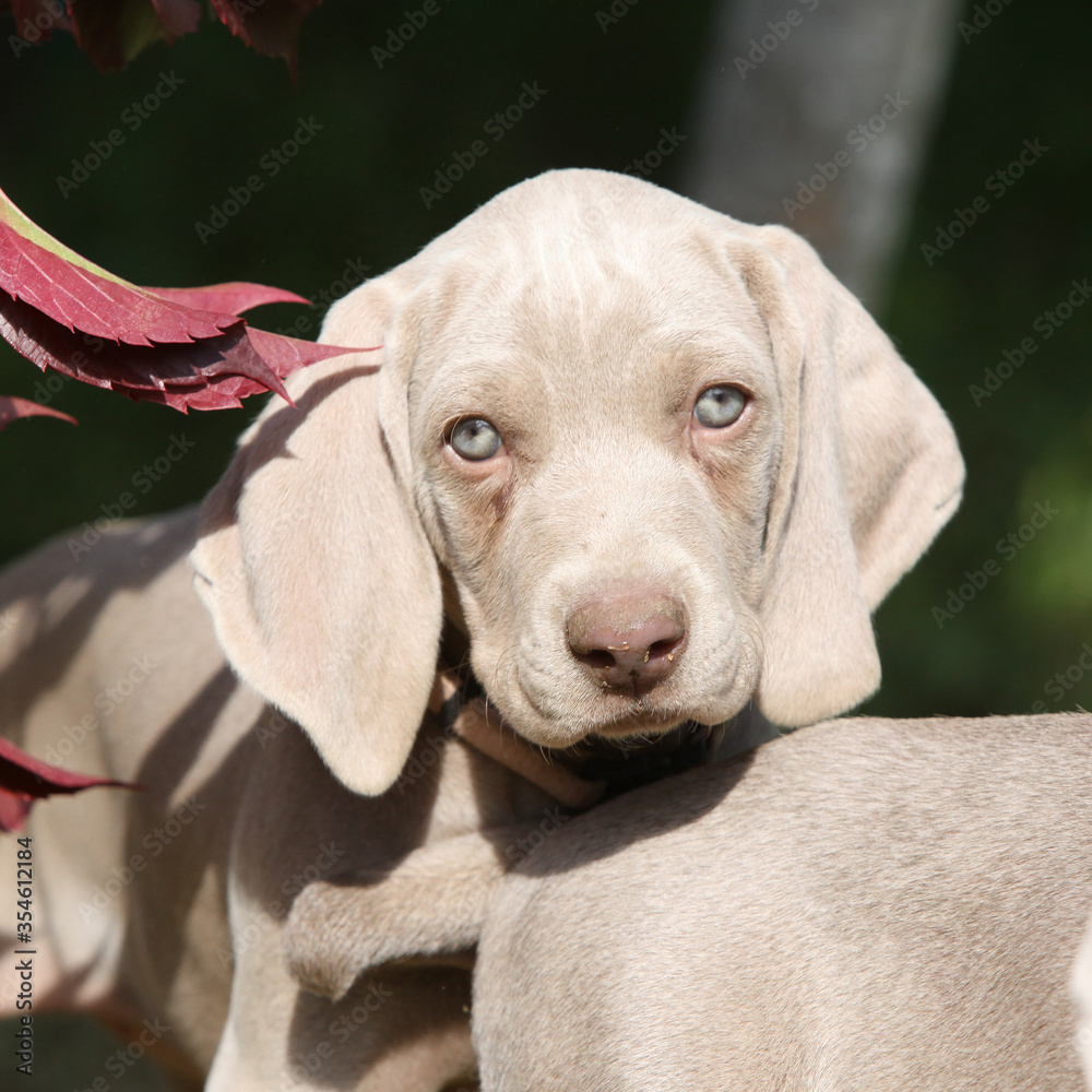 Amazing puppy of Weimaraner Vorsterhund
