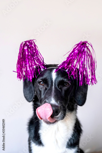 Funny black dog shows language and in pink holiday decoration. Cute dog concept for greetings, birthday, fun.