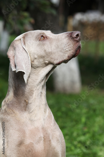 Nice Weimaraner Vorsterhund in the garden