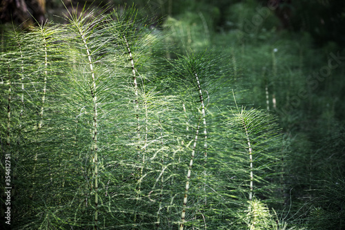 Prêle des bois photo