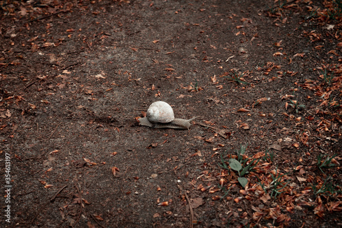 A single snail is slowly moving across the gravel path on a bright autumn day