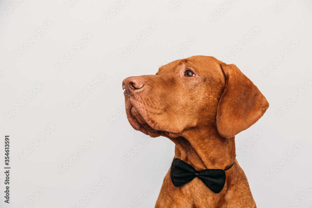 Beautiful red vizsla dog in a bow tie as a gentleman. Business style dog.