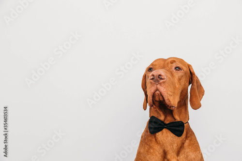 Beautiful red vizsla dog in a bow tie as a gentleman. Business style dog.