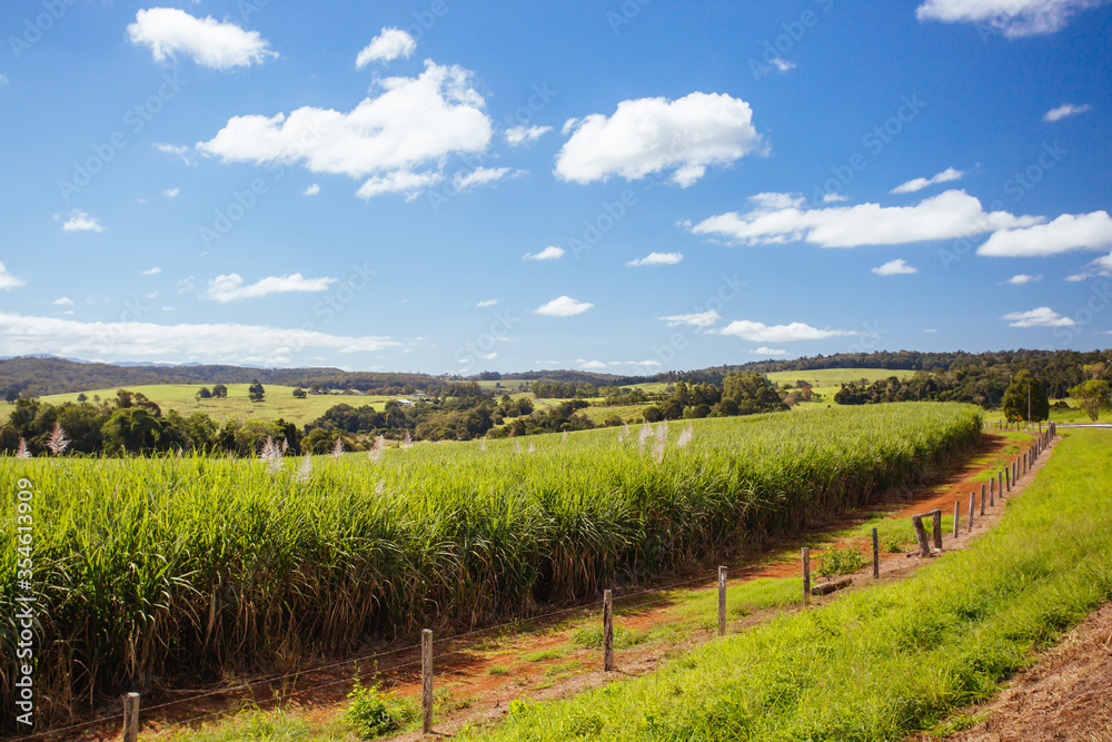 Fototapeta premium Australian Sugarcane Fields and Landscape