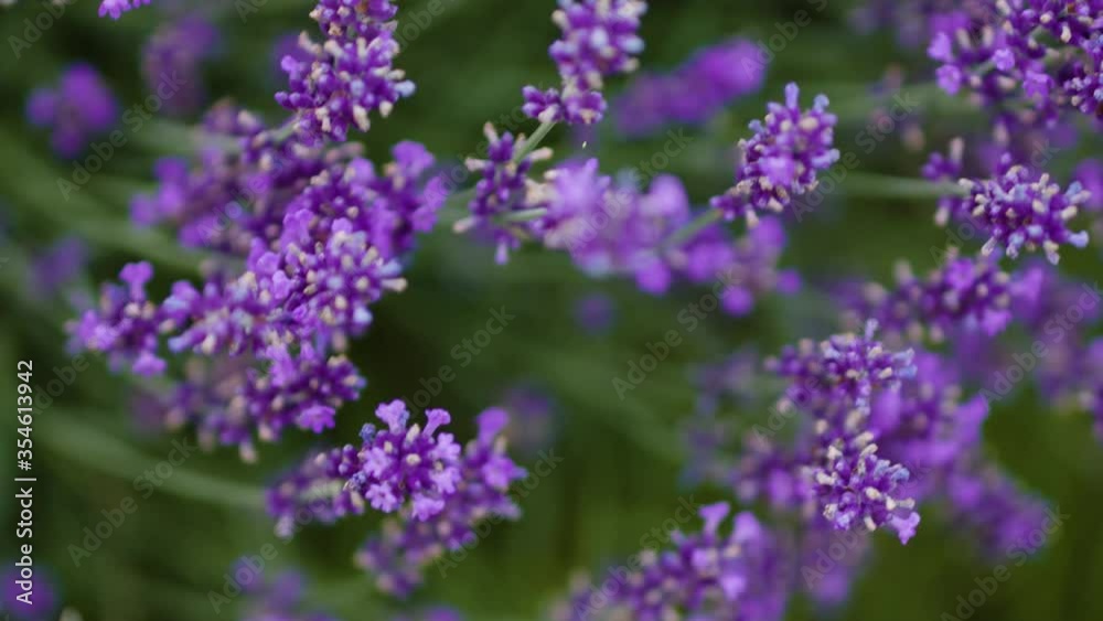 Close up of bees flying over the lavender bush Close up of bees flying over the lavender bush