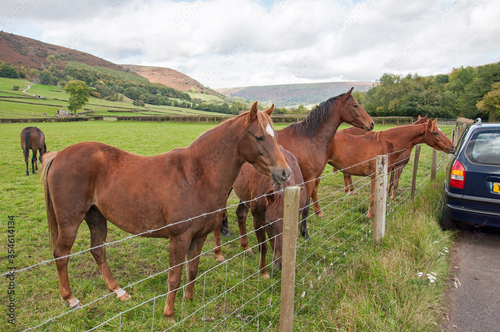 Fototapeta premium Horses in the Black mountains
