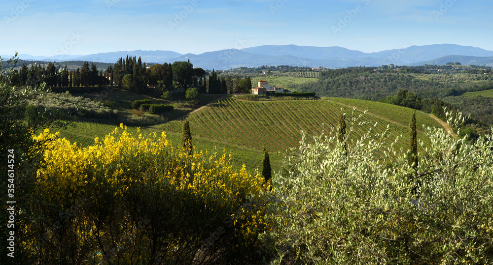 Beautiful Landscape in Tuscany. Yellow broom flowers and farming house with vineyards on background. Italy.
