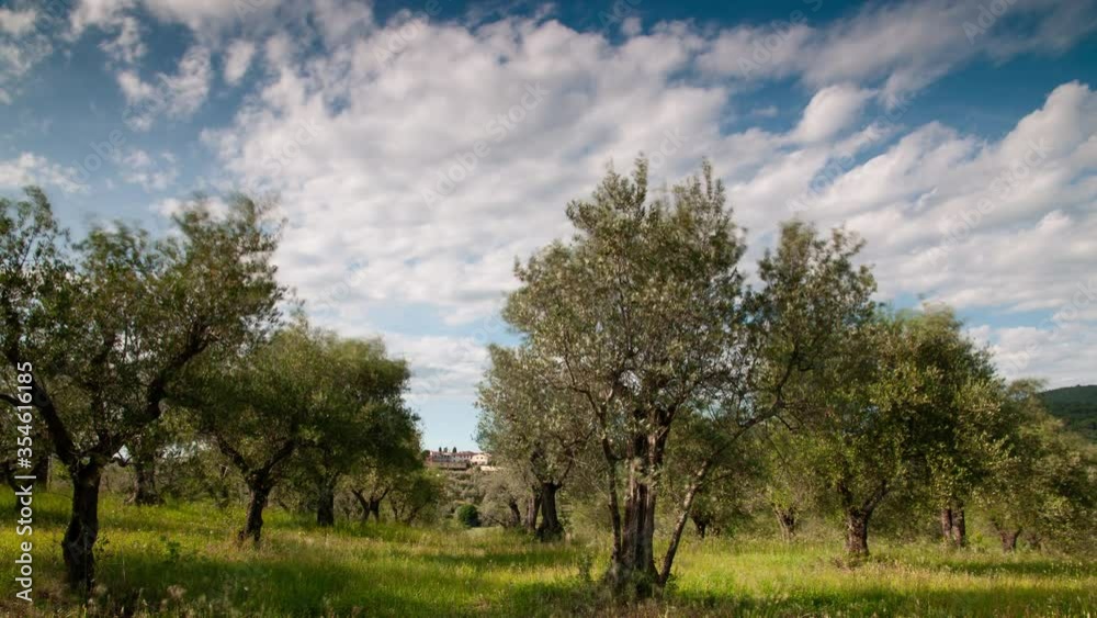 Olive trees in Tuscany against blue cloudy sky. Timelapse. Olive trees in Tuscany against blue cloudy sky. Timelapse.