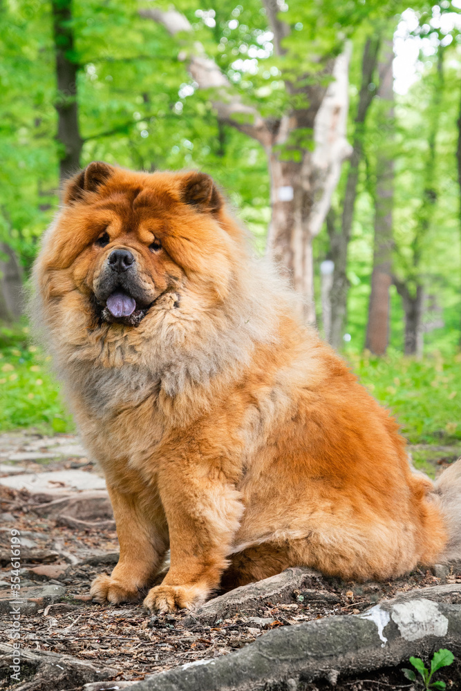 Chow chow, Chinese breed, portrait.