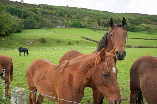 Horses in the Black mountains of Wales in the Autumn