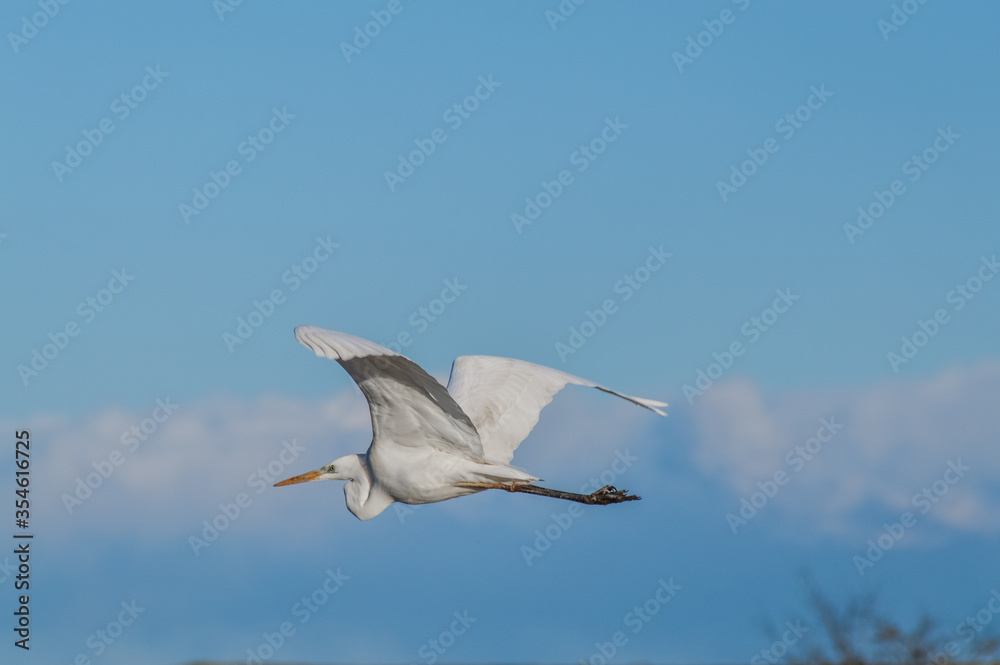 White heron in flight in the marsh area of the Po river delta, Italy White heron in flight in the marsh area of the Po river delta, Italy