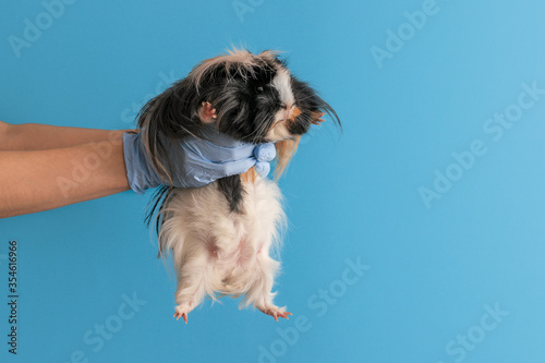 Veterinarian is holding a guinea pig in his hands on a blue background with copy space. photo