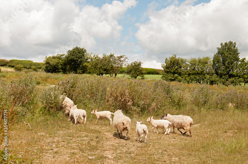 Flock of sheep in the summertime