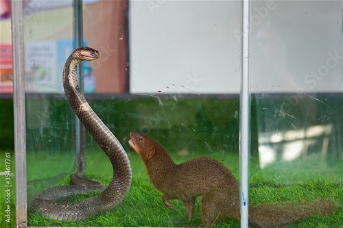 Billede på lærred king cobra against mongoose