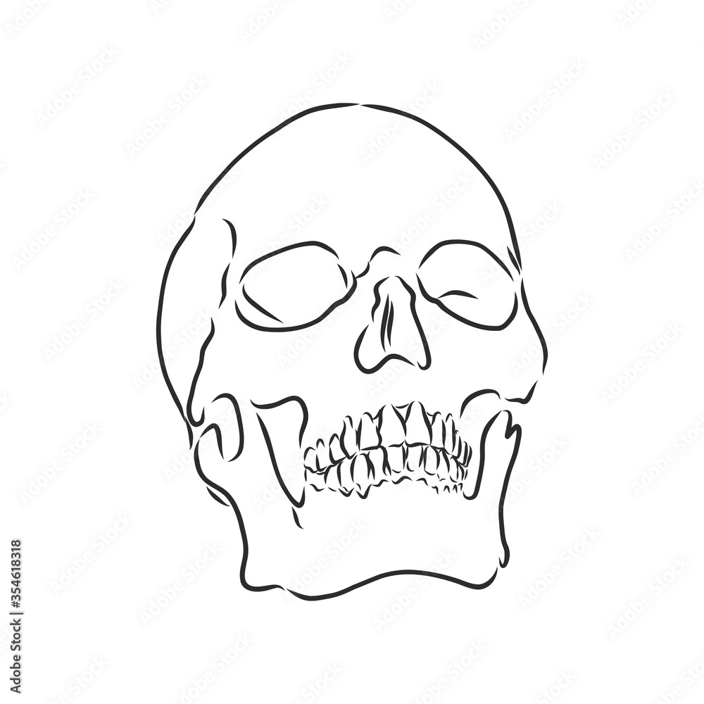 Hand painting of human skull. human skull, vector sketch illustration Hand painting of human skull. human skull, vector sketch illustration