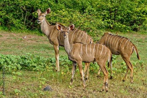 Photo Beautiful shot of three kudus walking together surrounded by green nature during