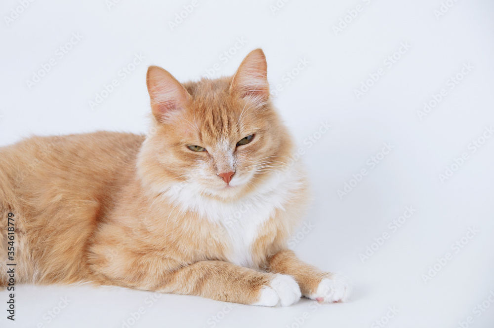 Dissatisfied ginger kitten lying on white background close-up.