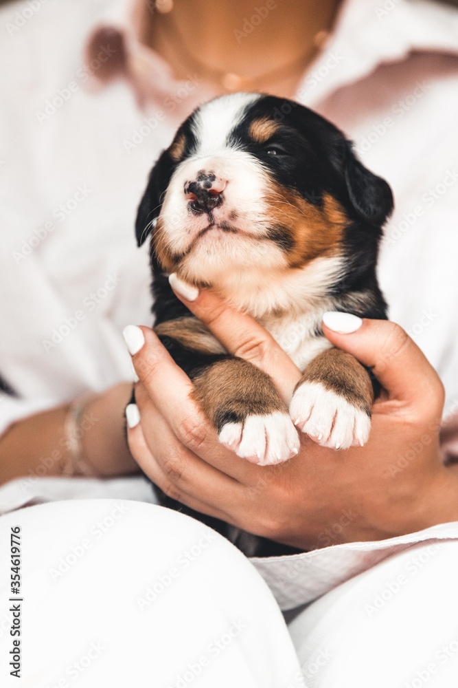 Bernese mountain dog puppy in female hands, care for animals, newborns Bernese mountain dog puppy in female hands, care for animals, newborns