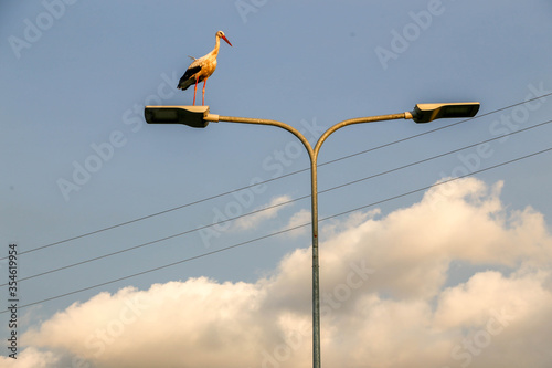 Stork sitting on lamp post against sky