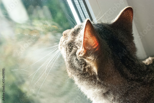 cat domestic looks out the window sitting on the windowsill