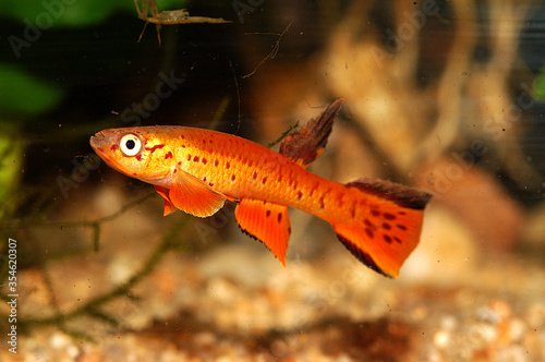 Aphyosemion congicum. Aphyosemion is a genus of African rivulines endemic as the name indicates to Africa. Many of these species are popular aquarium fish. photo