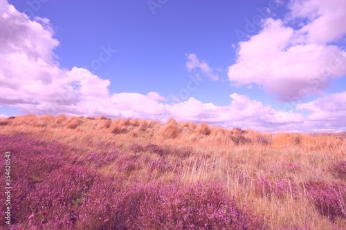 New Zealand heath. Vintage filter toned color image.