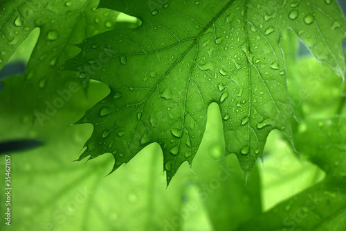 Young green leaves of an oak during a rain. Rear view. A background in green colors.