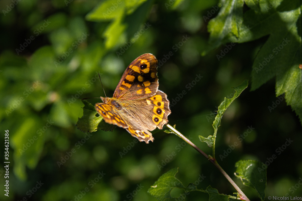 Fototapeta premium papillon