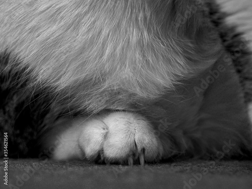 Cats Paw