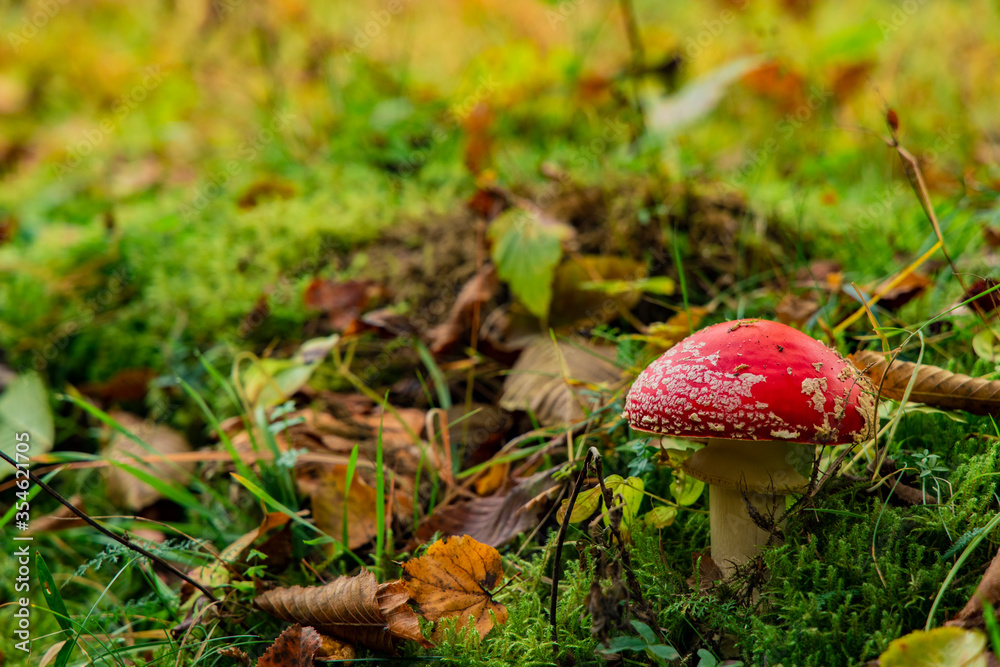autumn time amanita mushroom September month season macro nature photography in forest scenery environment yellow and green color