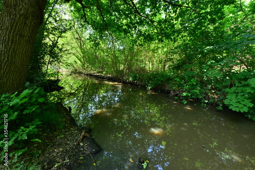 A pond in Horley  Surrey in June with Yellow water lilies.