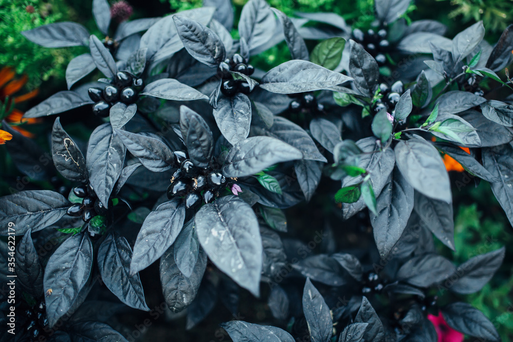 Fruit of the sort of spicy hot chilie pepper called Black Pearl