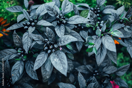 Obraz na płótnie Fruit of the sort of spicy hot chilie pepper called Black Pearl w salonie