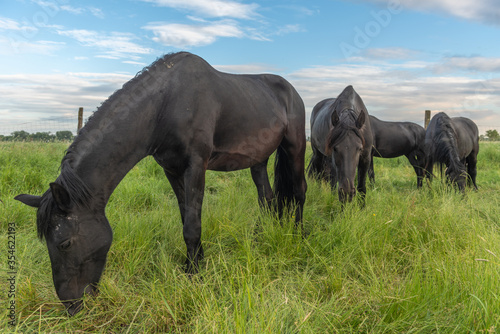 Black horses in a pasture in the French countryside in spring
