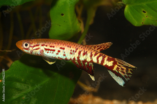 Aphyosemion maculatum. Aphyosemion is a genus of African rivulines endemic as the name indicates to Africa. Many of these species are popular aquarium fish. photo