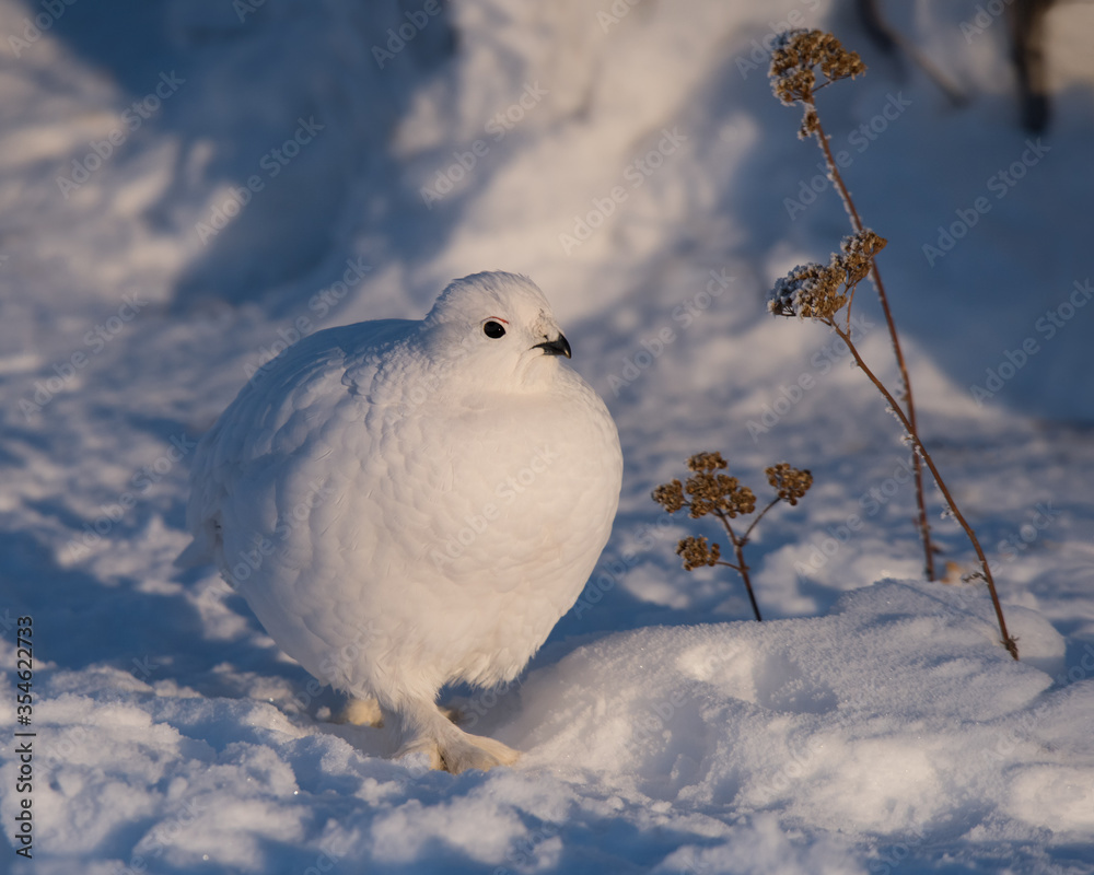 A Willow Ptarmigan walks among the snow and Common Yarrow in Yellowknife, Northwest Territories, Canada. A Willow Ptarmigan walks among the snow and Common Yarrow in Yellowknife, Northwest Territories, Canada.